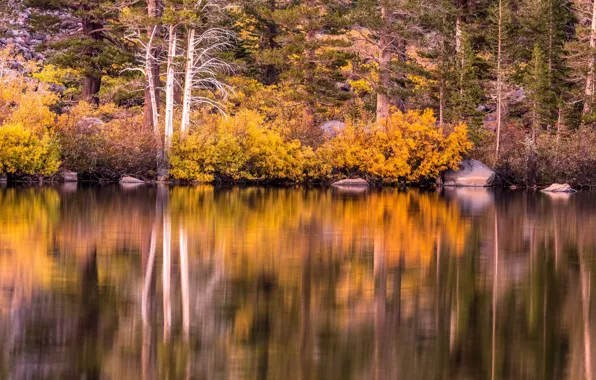 Picture autumn, trees, lake, stones, shore, CA, USA, the bushes