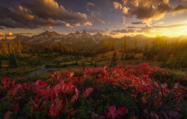Autumn, forest, leaves, the sun, clouds, rays, light, sunset