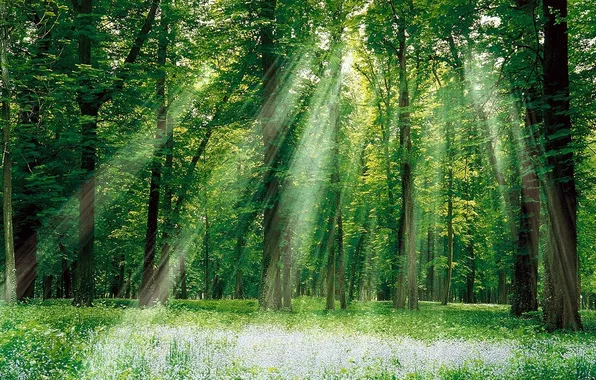 Picture forest, grass, leaves, the sun, rays, light, trees, landscape