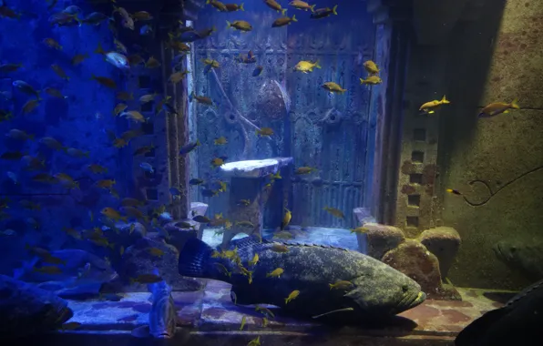 Picture Atlantis, Bahamas, Paradise Island, aquarium