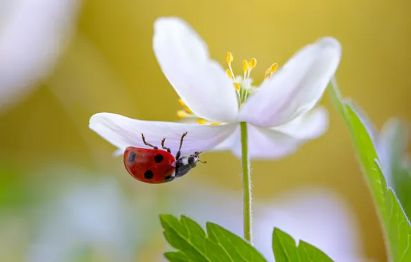 Picture flower, plant, ladybug, beetle, petals, insect