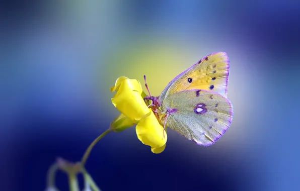 Picture flower, yellow, background, butterfly
