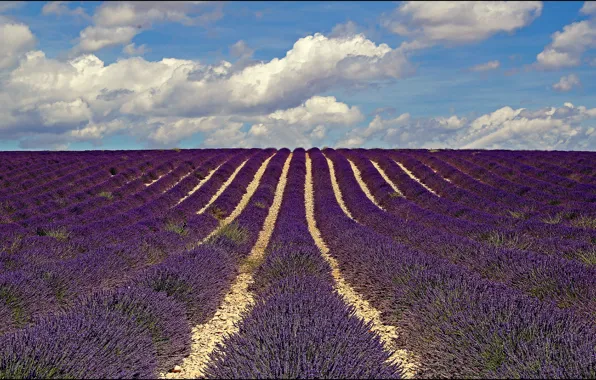 Picture field, flowers, France, lavender, Provence