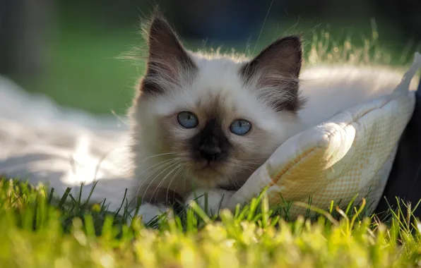 Cat, summer, grass, cat, look, light, nature, kitty