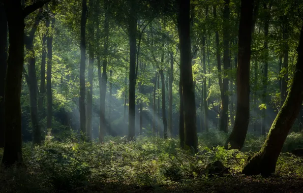 Greens, forest, summer, rays, light, trees, fog, trunks