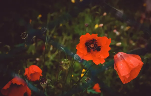 Flowers, red, the dark background, mesh, the fence, Mac, Maki