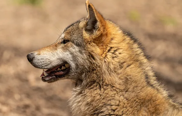 Nature, predator, animal, wolf, wildlife, portrait, portrait., Canis lupus. face