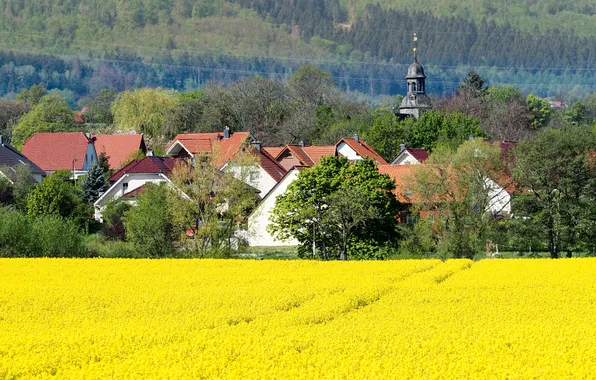 Forest, trees, flowers, home, spring, yellow, Germany, meadow