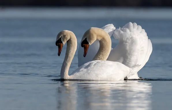 Bird, pair, swans