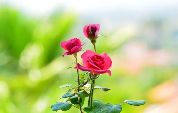 Picture flowers, background, roses, petals