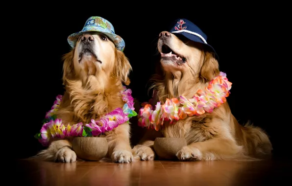 Background, each, dog