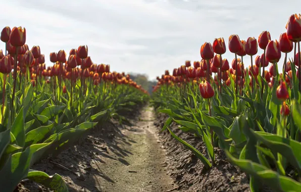 Field, the sky, clouds, flowers, spring, tulips, red, the ranks