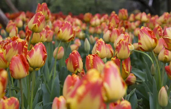 Flowers, spring, garden, tulips, orange, buds, flowerbed, blur