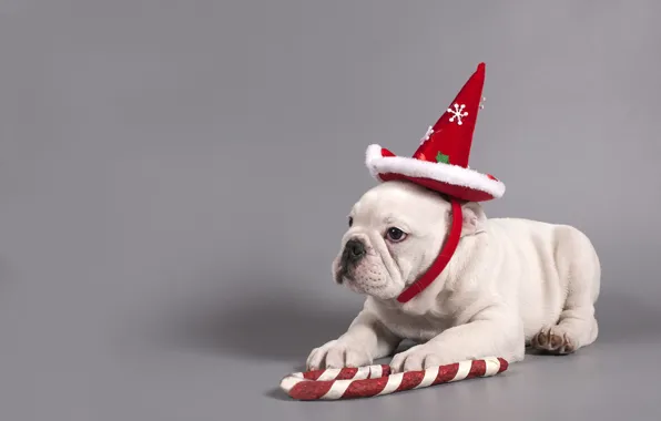 White, look, snowflakes, red, pose, legs, dog, hat