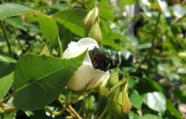 Picture PETALS, GREENS, FLOWER, LEAVES, WHITE, BEETLE, ROSE, BUDS