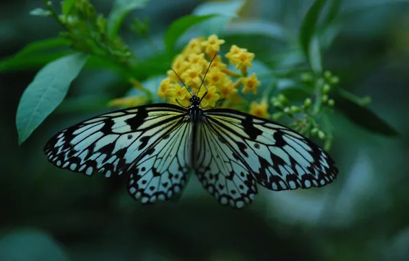 Leaves, macro, butterfly, wings, beautiful, flowers, flowering, closeup