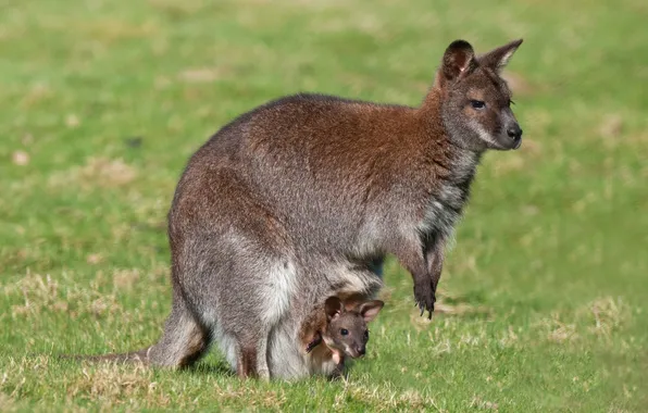 Picture kangaroo, cub, motherhood