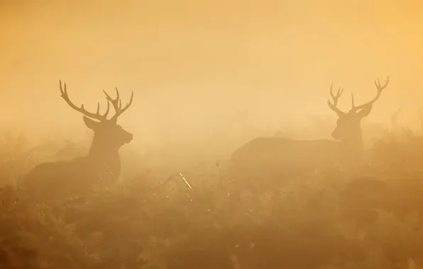 Picture nature, fog, morning, deer