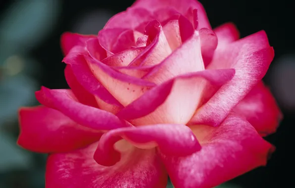 Picture macro, rose, petals, pink
