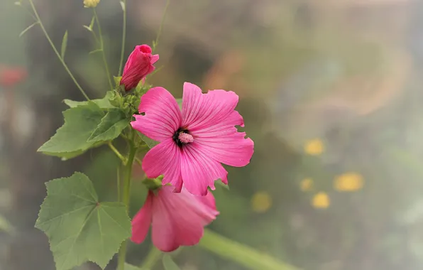 Flowers, background, pink, mallow
