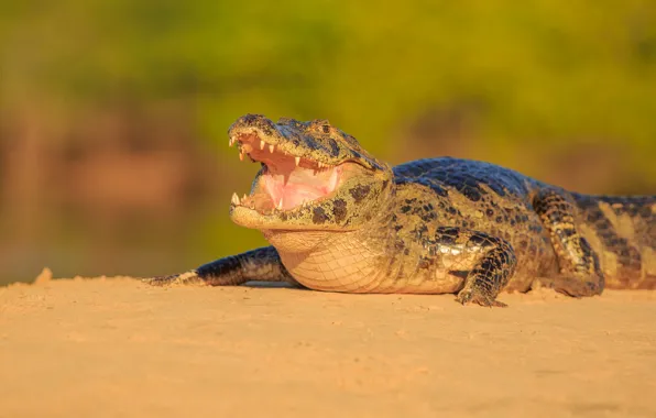 Shore, crocodile, mouth