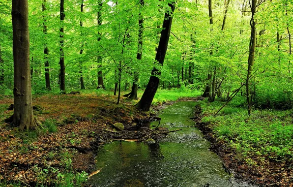 Picture forest, trees, river, stream, thickets