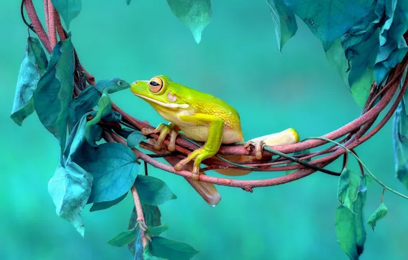 Look, leaves, background, stems, leaf, frog, yellow, reptile