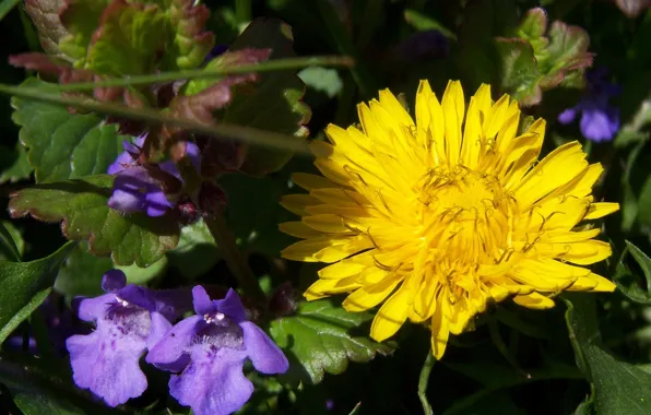 Macro, dandelion, meadow, Meduzanol ©