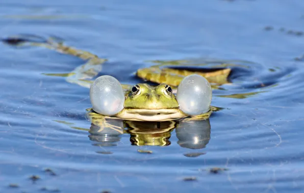 Water, frog, puddle