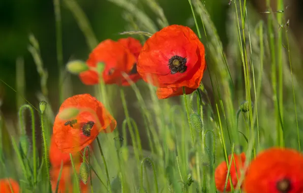 Field, summer, nature, Maki, flowering