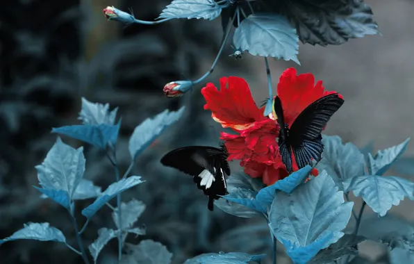 Flower, leaves, macro, butterfly, black, swallowtail, hibiscus, two butterflies