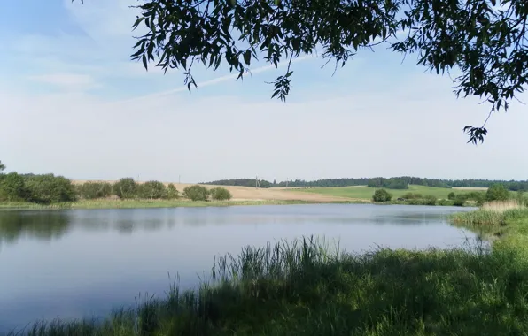 Picture field, summer, grass, leaves, water, branches, Lake, village