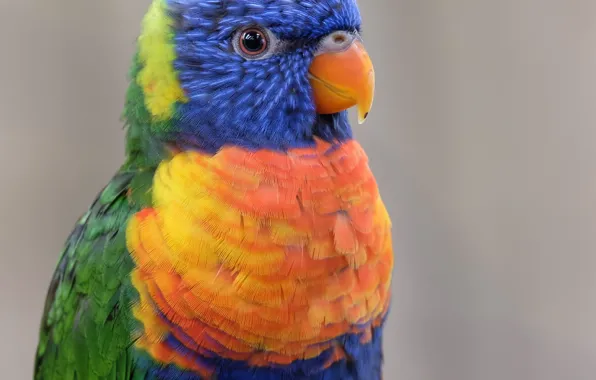 Bird, Bright, Parrot