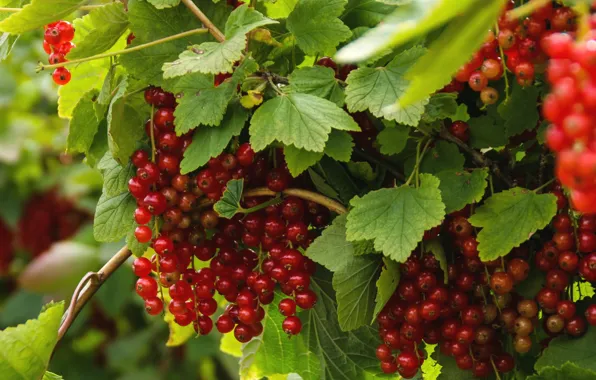 Wallpaper berries, currants, red