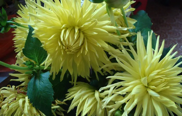 Autumn, solar, the controls, dahlias