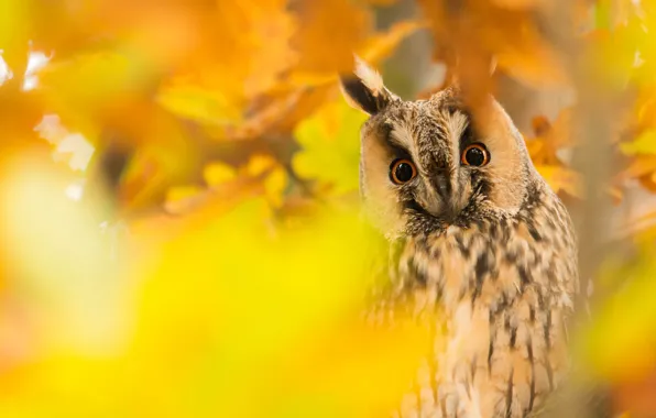 Autumn, look, leaves, yellow, owl, bird, foliage, portrait