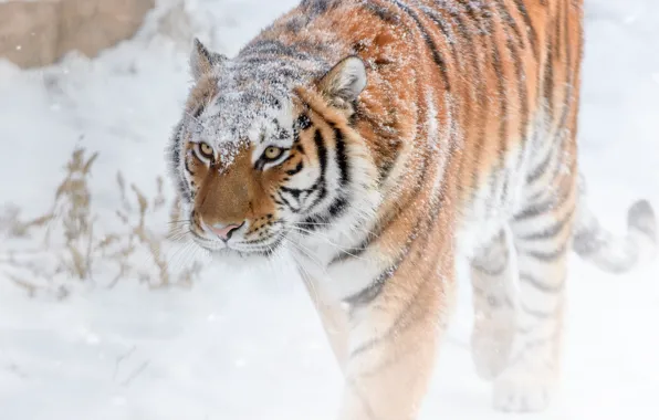 Picture winter, snow, strips, tiger, predator, grace