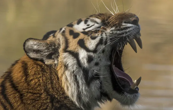 Face, tiger, predator, mouth, fangs, beast, wild cat, teeth