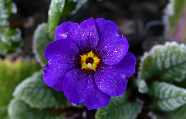 Frost, flower, leaves, drops, macro, spring, flowerbed, lilac
