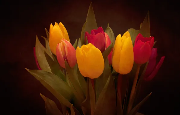 Picture leaves, bouquet, petals, tulips