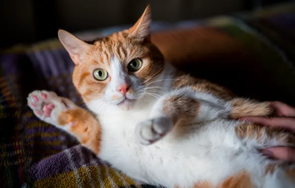 Eyes, cat, look, wool