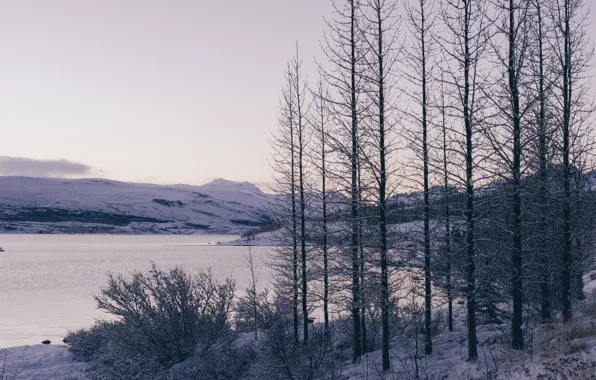 Forest, river, trees, winter, snow, mountains