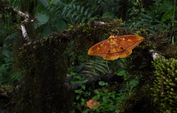 Picture grass, leaves, macro, orange, the dark background, butterfly, moss, insect