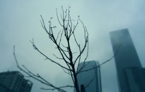 Picture the city, fog, tree, branch, skyscrapers