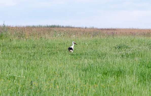 Field, stork, Priroda