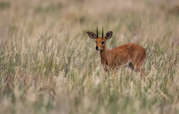 Grass, deer, horns, cub, horns, antelope