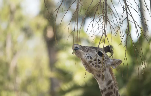 Picture language, face, branches, head, giraffe, leaf