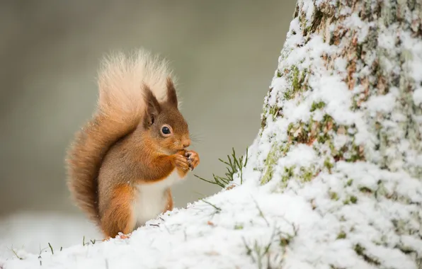 Winter, snow, tree, protein, tail