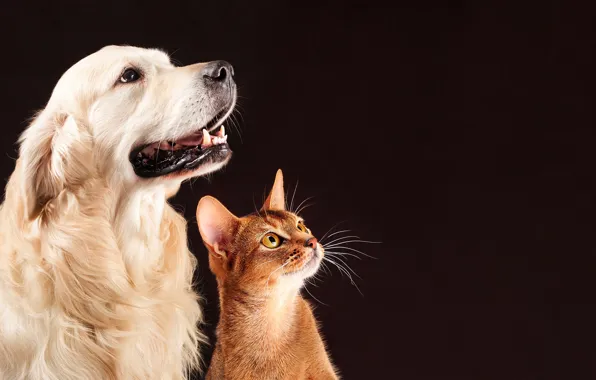 Picture cat, background, dog, friends, look, together