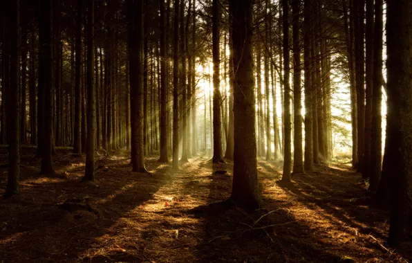 Autumn, forest, the sun, rays, light, trees, branches, fog